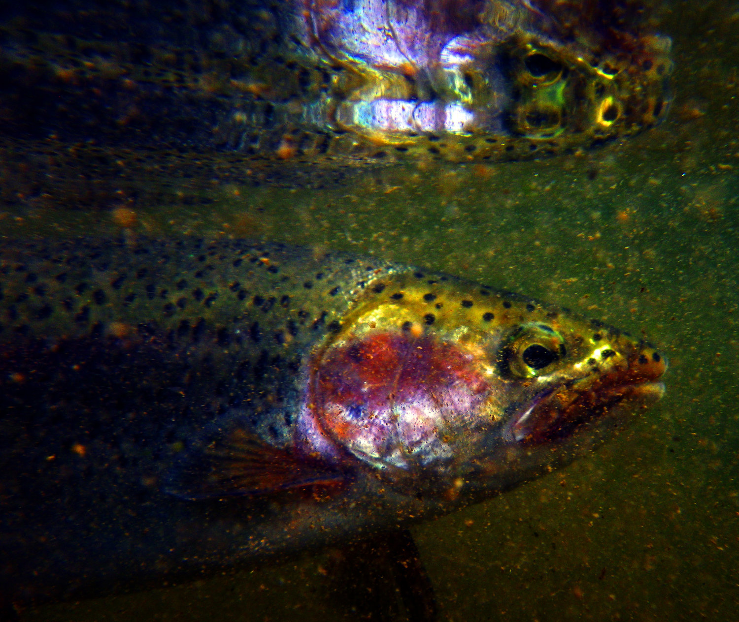 Peter Kolesar's photo of a Delaware River rainbow trout was the winner in the wildlife category in the Delaware Highlands Conservancy's photography contest.